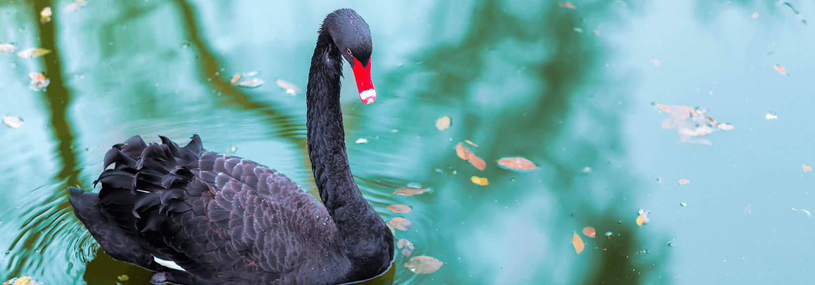 The Black Swan Theory: All You Need to Know - ROCC Ltd